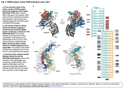 【DNA誘導型CRISPR-Cas12a】2026年5月に話題となったシステムのクライオ電顕構造・分子機序解明