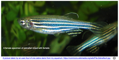 CRISPR/Cas9による大規模断片欠失を促進するには、indel（挿入・欠失）効率が同レベルのデュアルsgRNAsを選別すべし