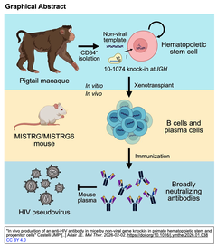In vivo production of an anti-HIV antibody GA