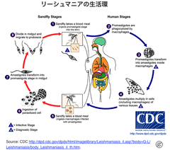 寄生原虫リーシュマニアのヒストンH3が、ヒトのクロマチンに取り込まれる