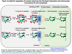 CRISPRメモ_2017/08/31（代謝工学、モデル作出、遺伝子機能解析５件）