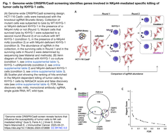 Genome-wide CRISPR:Cas9 screening