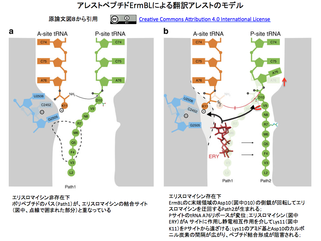 マクロライド系抗生物質への耐性を誘導するErmBLペプチドによる翻訳アレストの構造基盤 crisp_bio