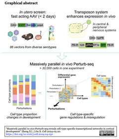 AAV Perturb-seq GA