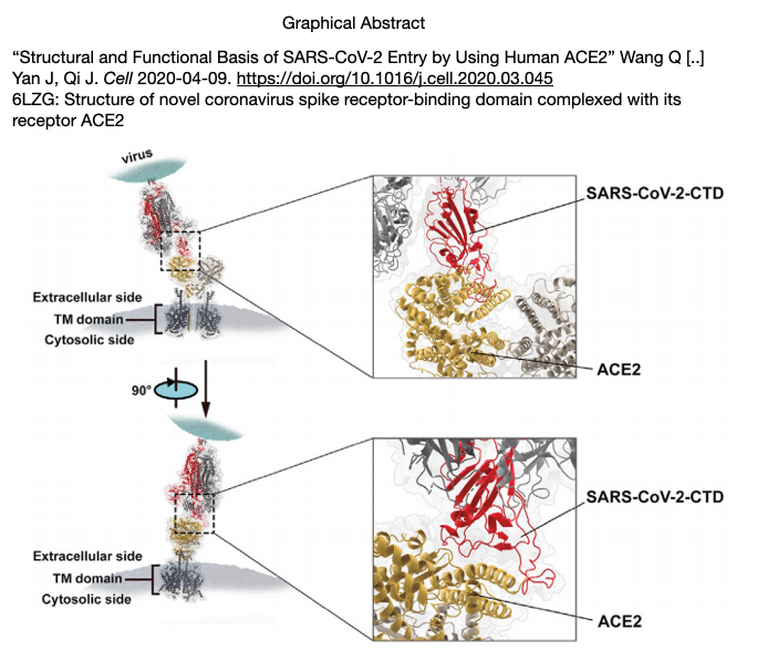 0412更新 新型コロナウイルス 抗ウイルス剤の標的rna依存性rnaポリメラーゼの構造詳らかに Crisp Bio