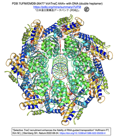 [20221122更新] CASTによる転位の忠実度は、TnsCの選択的リクルートメントに依存する