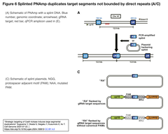 Nickase duplication 6