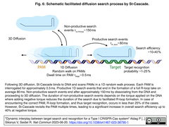 タイプI CRISPR-Casシステムにおける標的の探索と認識の連係