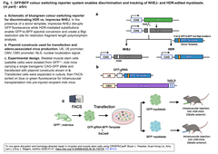 muscle stem cells 1
