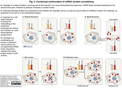 mRNA Proteins 5