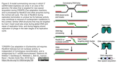 CRISPR–Cas adaptation in Escherichia coli