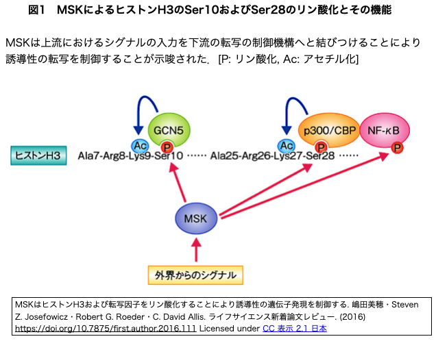 crisp_bio
	  プログラム可能な人工クロマチンキナーゼにより, ヒストンリン酸化と遺伝子活性化の因果関係を明らかにした
	コメント