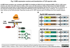 CRISPR-Cas9が誘導するHDRを介した精密編集を亢進する二刀流