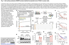 stability of integrin 1