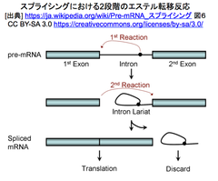 Splicing 2 steps