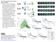 Acrs CRISPR 2