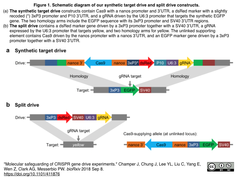 Gene drive