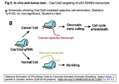 細胞内DNAシュレッダーとして機能するCRISPR-Cas12a2を医療用ツールとして使いこなす (2/2)
