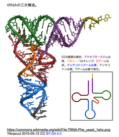 tRNA