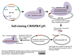 Self-cloning CRISPR:Cpf1