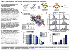 Improvement of Cas9 nuclease specificity Fig. 2