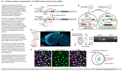 [20260306更新] AAVエピソームシーケンシング（CrAAVe-seq）によるCRISPRスクリーニング