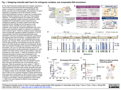 哺乳類細胞におけるプログラム可能なRNA制御を可能にするCas13回路の直交誘導性制御