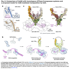 AAA+ ATPaseによってトランスポザーゼが活性化される分子機構