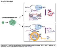 内因性RNA/DNAハイブリッドがCRISPR/Cas9を介した相同組換え修復に及ぼす潜在的な影響