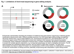 The hidden risks of CRISPR:Cas
