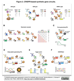 [レビュー] CRISPR技術による遺伝子発現調節をベースとする合成遺伝子回路
