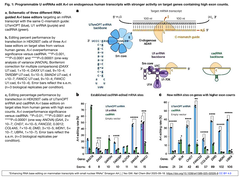 Enhancing RNA base editing Fig. 1