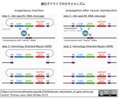 Cas12aヌクレアーゼをベースとする次世代CRISPR遺伝子ドライブ