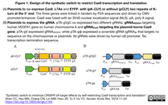 Cas9の発現を転写レベルと翻訳レベルで制約する人工スイッチを組み込むことで、Cas9編集の精度を向上