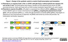 serl-restricting Cas9 1