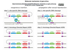 Gene drive mechanism