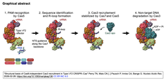 Atructural basis of Cas8 GA