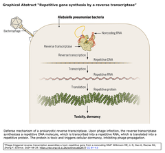 細菌は, ncRNAのDNAへの逆転写によるデノボ遺伝子生成というウイルス防御策を隠し持っていた