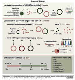 [プロトコル] ヒト腸管オルガノイドの分化とCRISPR-Cas9を介した遺伝子工学
