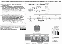 DNA demethylation 2020-03-28 21.44.07