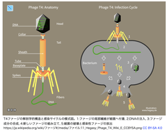 微生物内在レントロンを改変することで, 新たなファージゲノム工学のツールを開発