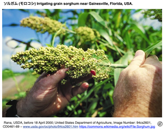 ソルガムのプロトプラストを対象とする大規模並列レポーターアッセイ法を確立し, シスエレメントのマッピングを介して, 光合成遺伝子の発現向上を可能にする編集箇所を特定