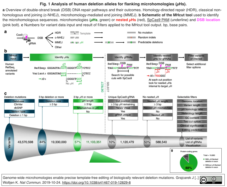 Mmej配列随伴ヒト遺伝子欠損変異を同定し Crispr Cas9編集mmej修復を介して疾患モデル細胞を作出 Crisp Bio