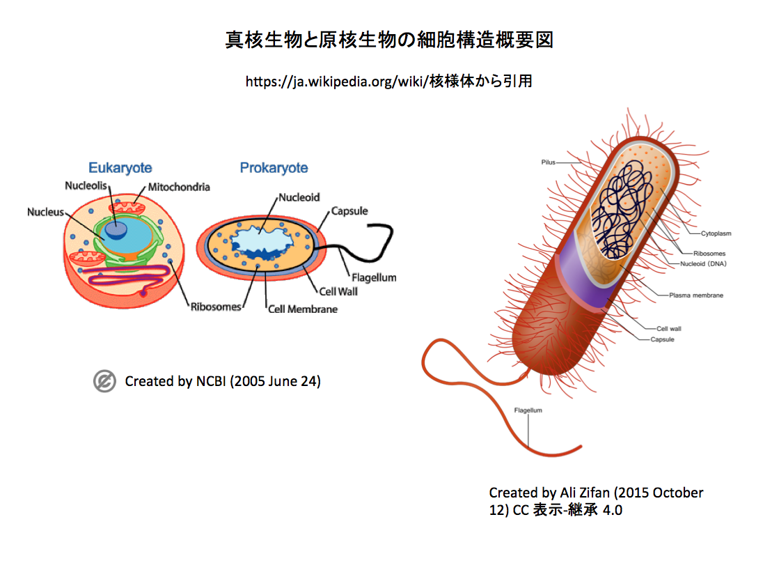 Pdis アラート Pseudomonas Putida Kt2440のturbタンパク質のn末端構造から H Nsファミリーのタンパク質群における構造の多様性が明らかになった Crisp Bio Pdis アラート Pseudomonas Putida Kt2440のturbタンパク質のn末端構造から H Nsファミリーのタンパク質群における構造の多様性が明らかになった Crisp Bio