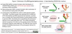 [20230626更新] CRISPR/Cas9技術に基づく新たなDNA in situ可視化法"RGEN-ISL"