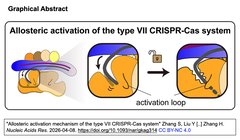タイプVII CRISPR-Casシステムのアロステリック活性化機構