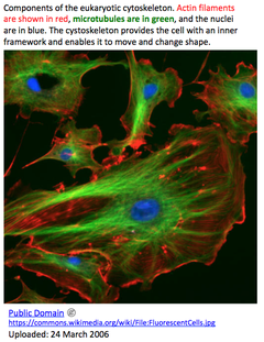 microtuble 2