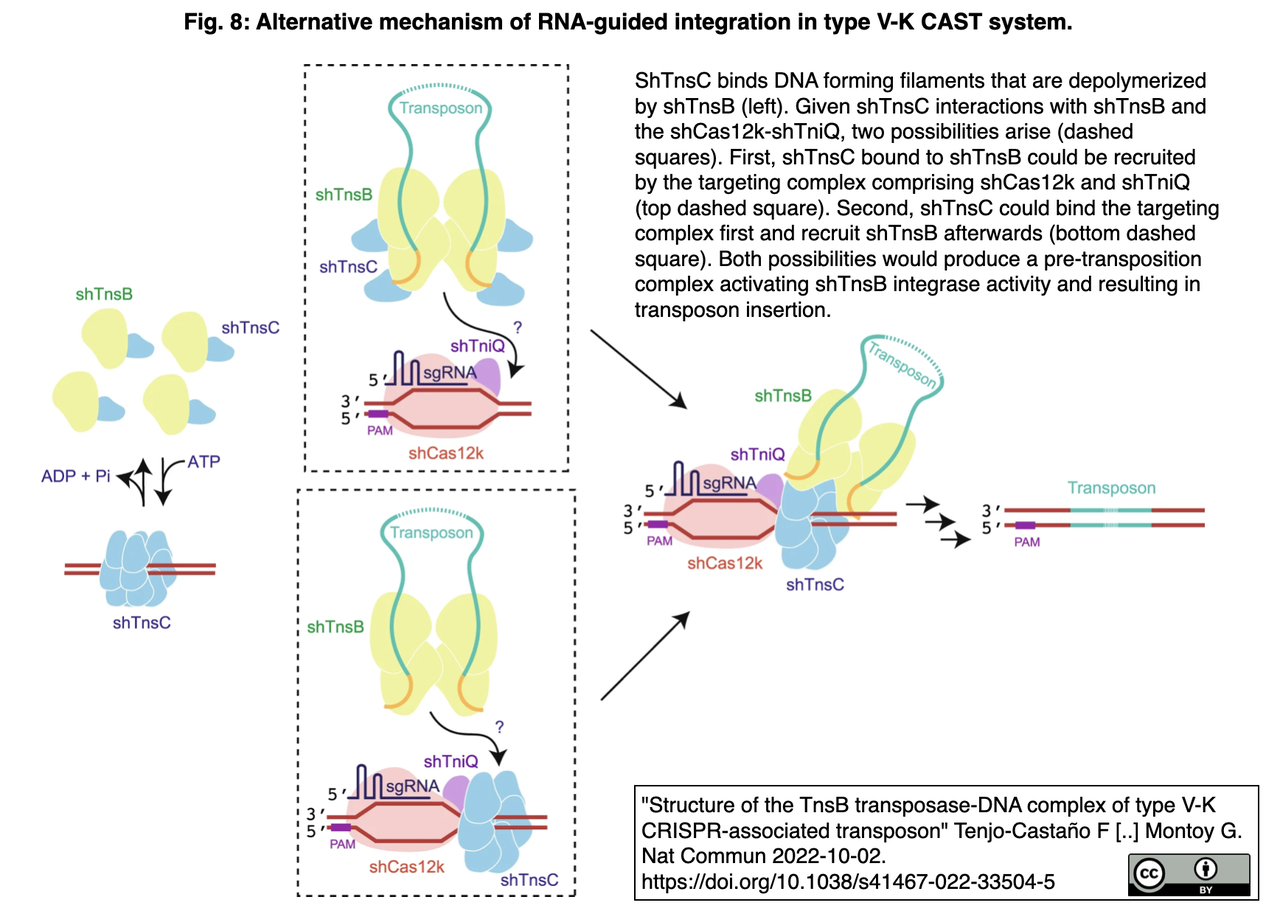 V-K 型 CASTのTnsBトランスポザーゼ-DNA 複合体の構造解析 : crisp_bio