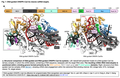 DNA-guided CRISPR–Cas12a 1-2