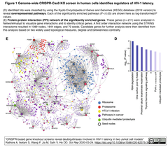 脱ユビキチン化酵素の阻害が、HIV-1のShock & Kill療法を有効にする